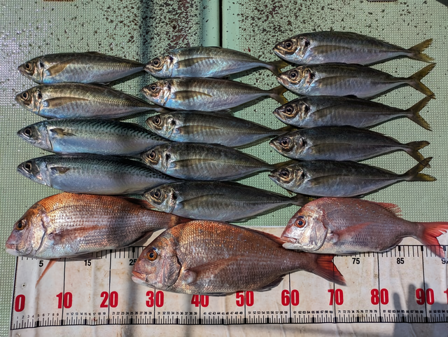 【釣果速報】和歌山県海斗丸でマダイ絶好調！今後はますます大鯛の数釣りが楽しめるそうですよ！