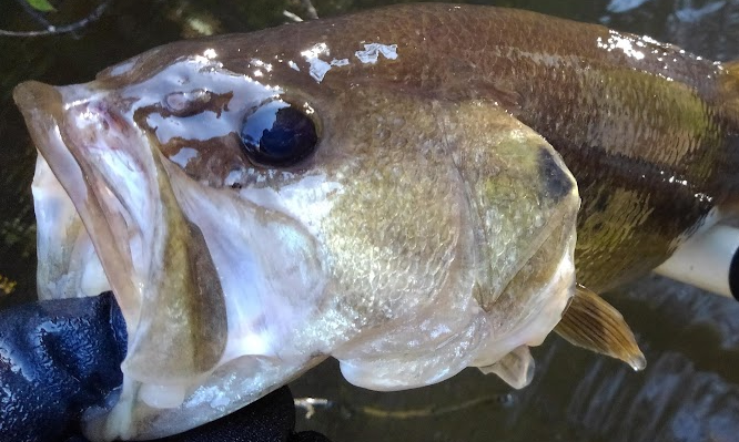 魚のアップ写真