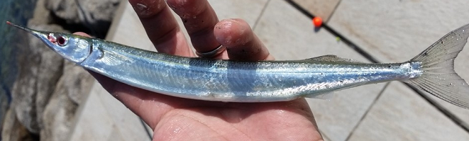 魚のアップ写真