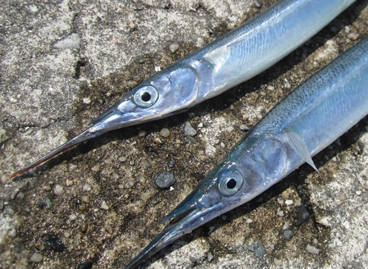 サヨリの釣り方や食べ方を知りたい！銀色の細長い魚はどんな習性なの？
