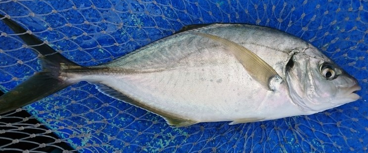 魚のアップ写真