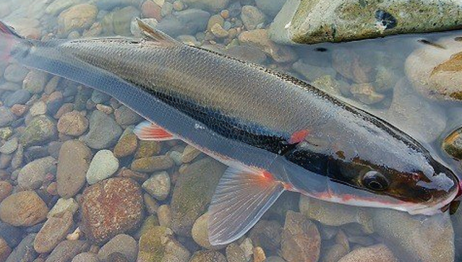 魚のアップ写真