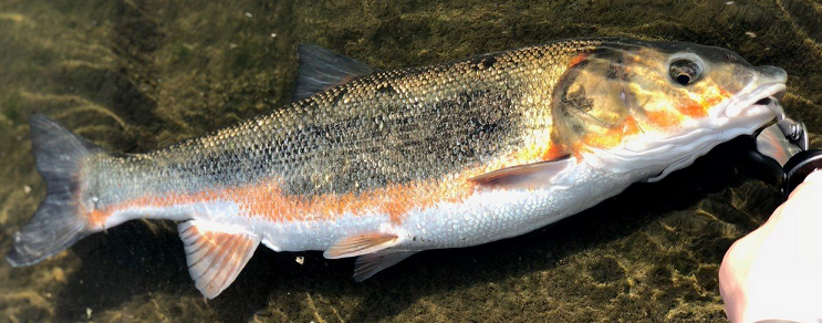 魚のアップ写真