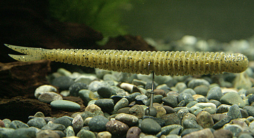 ワーム 砂利 写真