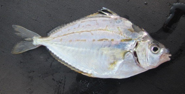 魚のアップ写真