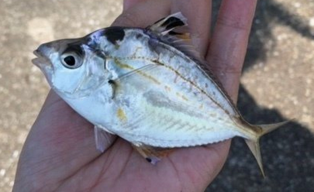 魚のアップ写真