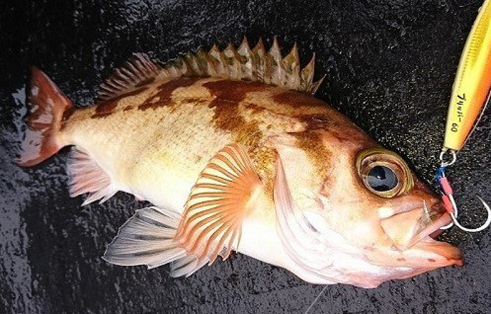 魚のアップ写真