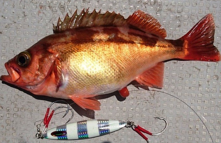 魚のアップ写真