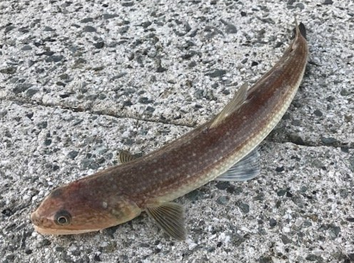 魚のアップ写真