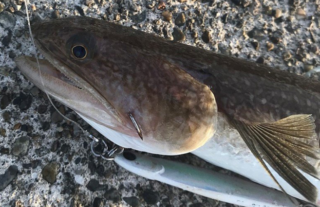 魚のアップ写真