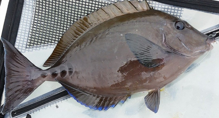 魚のアップ写真