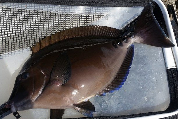 魚のアップ写真