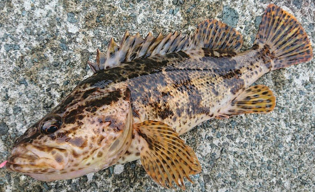 魚のアップ写真