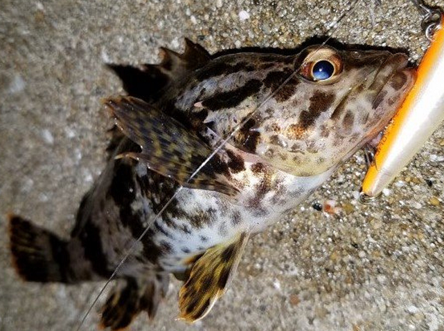 魚とルアーのアップ写真