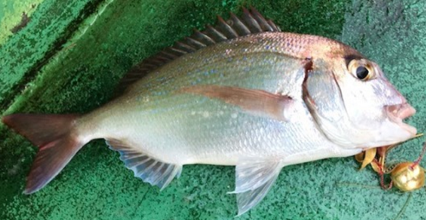 魚のアップ写真