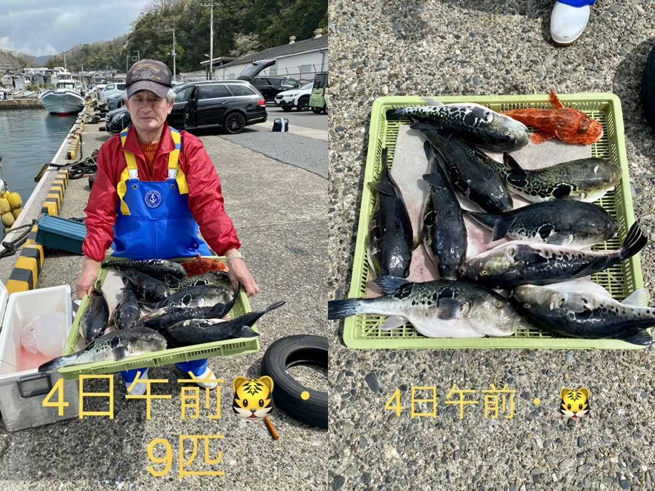 【釣果速報】千葉県宝生丸で3.10kgのジャンボサイズを筆頭にトラフグが釣れまくり！味も極上な今が乗船どき！