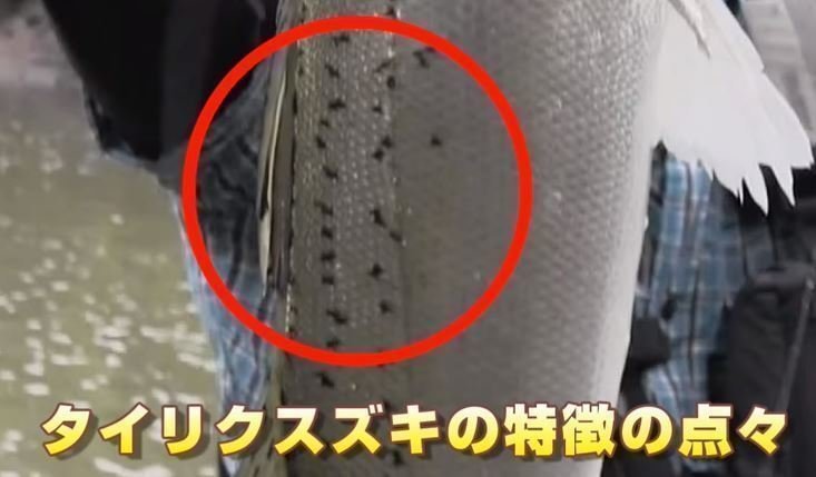 タイリクスズキ　写真