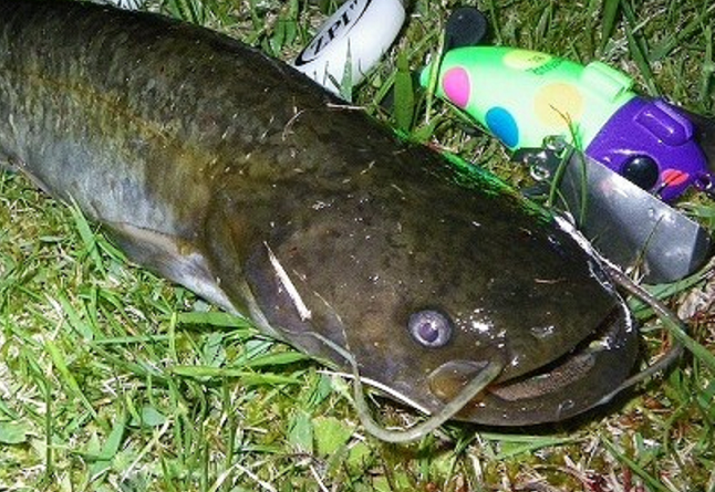 魚とルアーのアップ写真