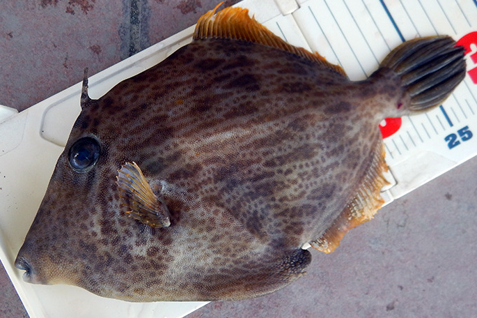 魚のアップ写真