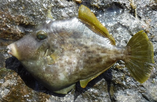 魚のアップ写真