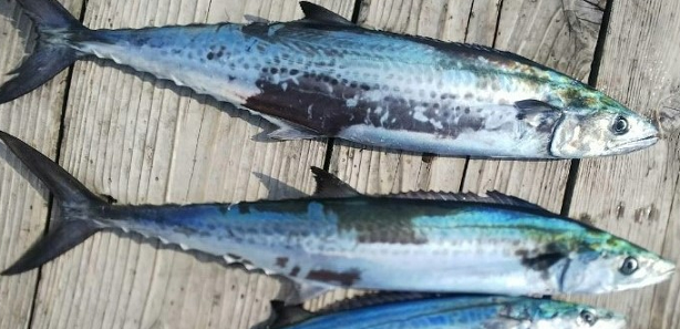 魚のアップ写真