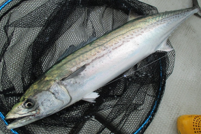 魚のアップ写真