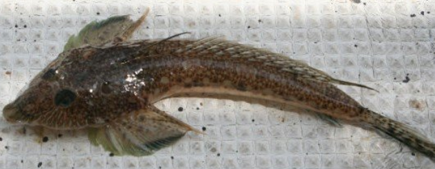 魚のアップ写真