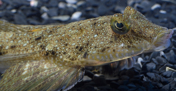 魚のアップ写真