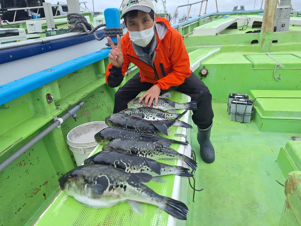 【釣果速報】千葉県利八丸でトラフグが絶好調！3.10kgのジャンボサイズも上がってます！またとない大漁のチャンスを逃すな！