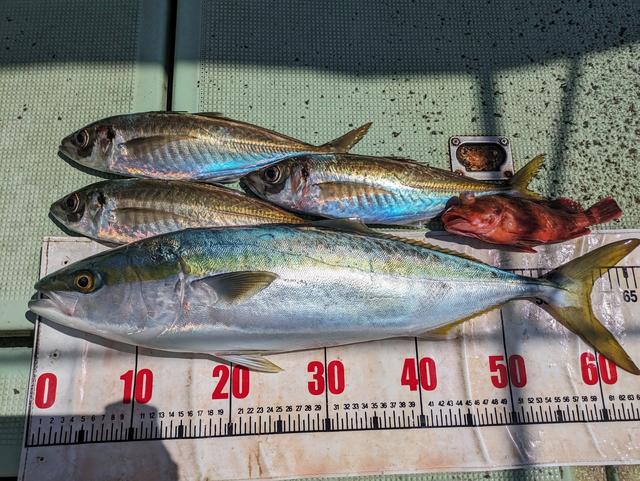 【釣果速報】和歌山県海斗丸でメジロ・アジなど多彩な魚種をゲット！数も型も大満足で釣り客全員テンションMAX！