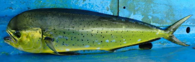 魚のアップ写真