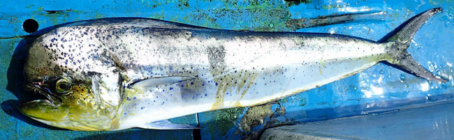 魚のアップ写真