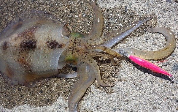 イカとエギのアップ写真