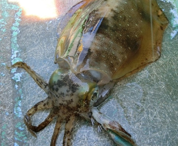 イカとエギのアップ写真