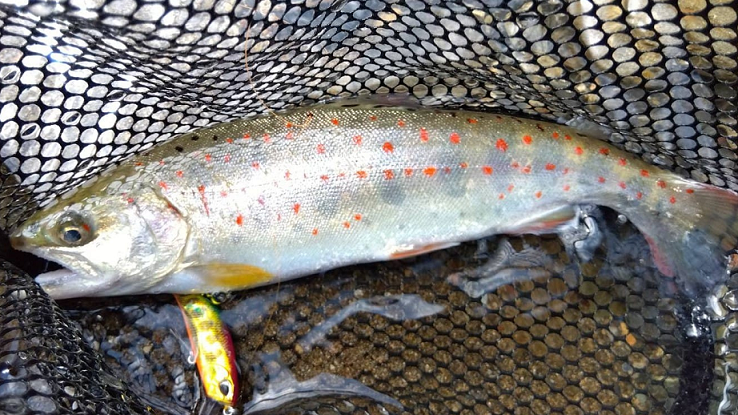 魚とルアーのアップ写真