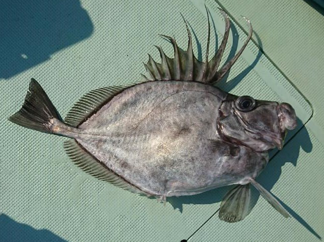 魚のアップ写真