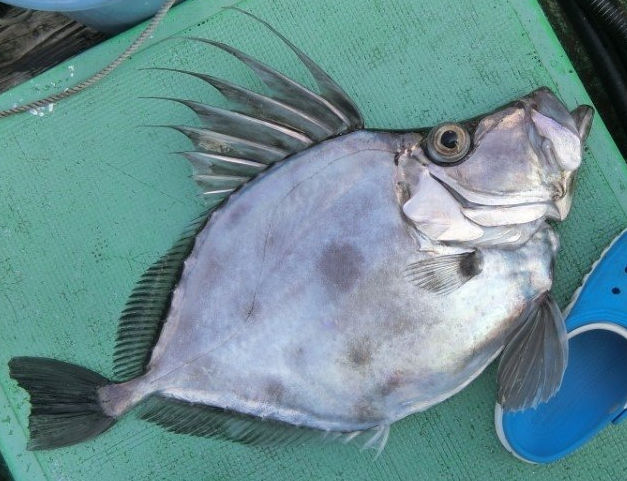 魚のアップ写真