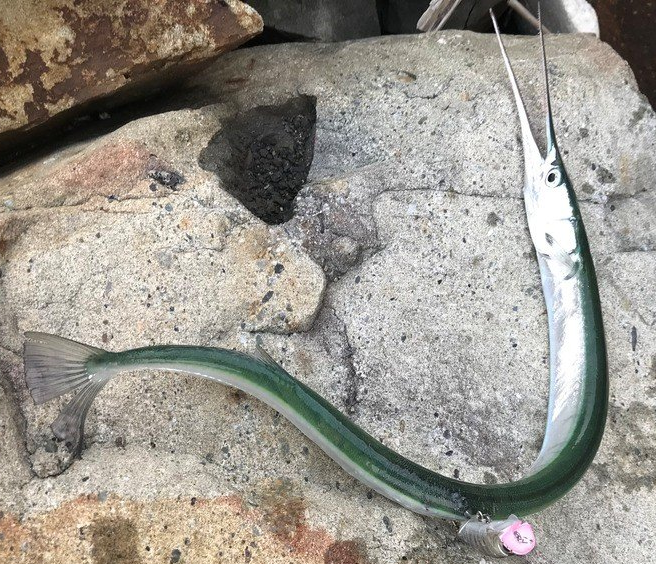 魚のアップ写真