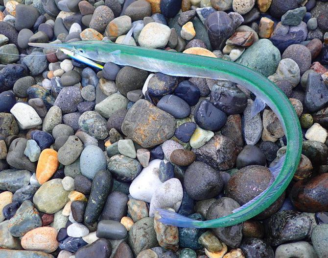 魚のアップ写真