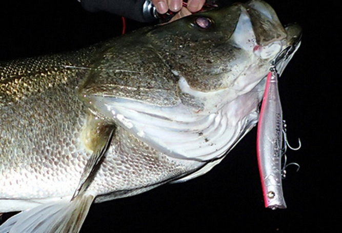 魚とルアーのアップ写真