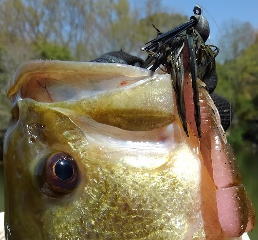 魚とルアーのアップ写真