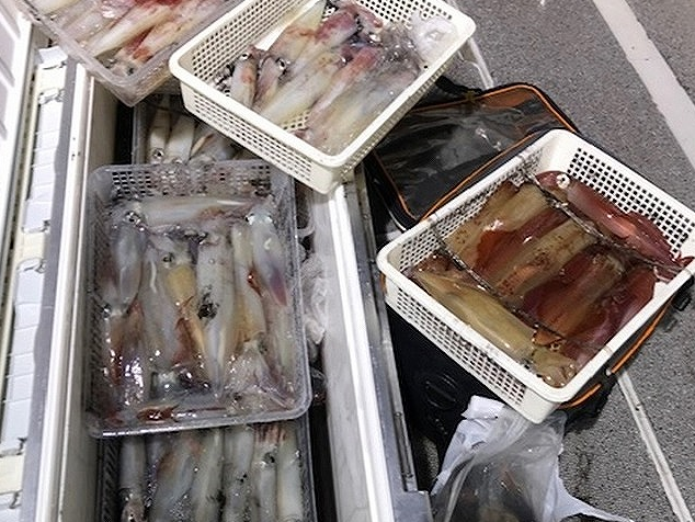 釣果のアップ写真