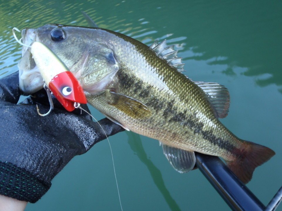 バス　ルアー　写真