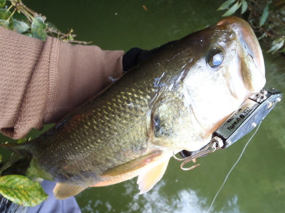 バス　ルアー　写真