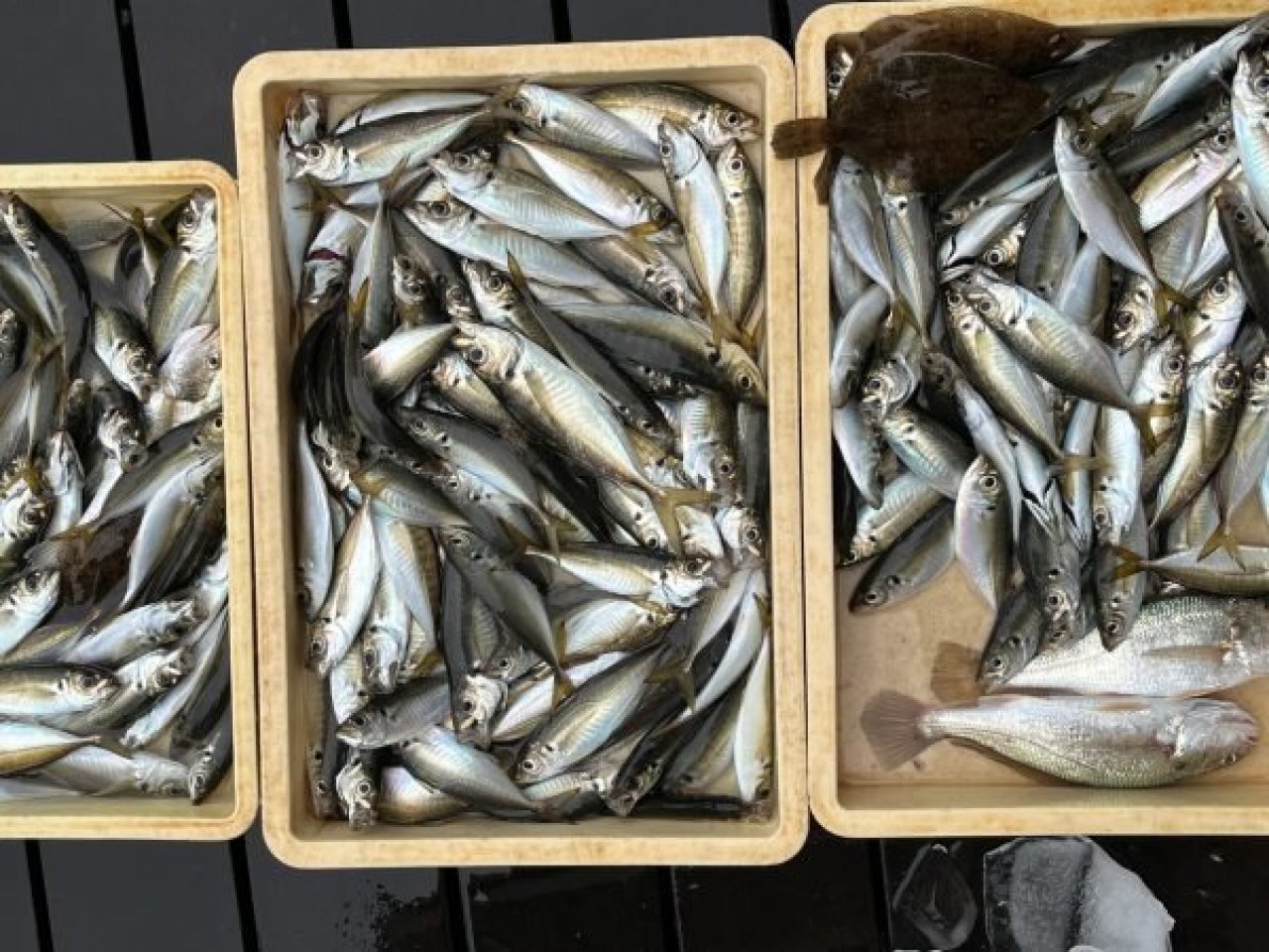 【釣果速報】神奈川県荒川屋のアジ釣行で竿頭が驚愕の200匹キャッチ達成！数も型も大満足の釣行へGO！     