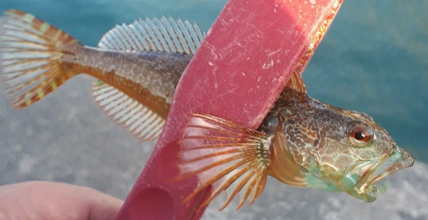 魚のアップ写真