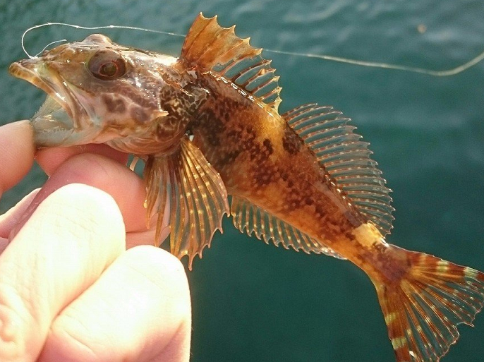 魚のアップ写真