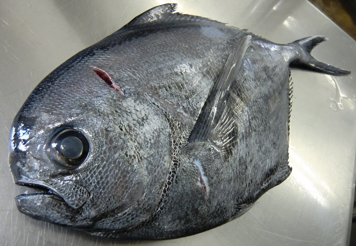 魚のアップ写真