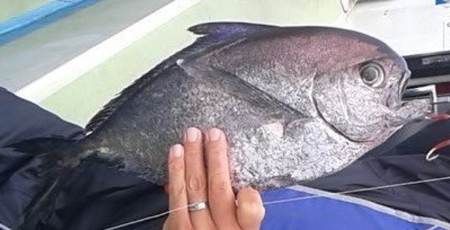 魚のアップ写真