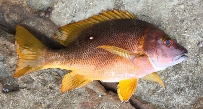 魚のアップ写真